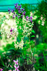  tree trunks, never growing underground, Oncidium varicosum with small white root clusters reaching into the air, this species Oncidium varicosum likes light