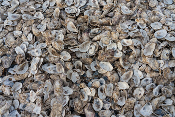 A textured background of many empty oyster shells on an oyster farm in southern France.