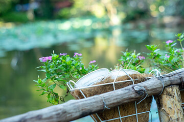 Vinca flower or Periwinkle Rose flower in garden or other name is bright eyes, Cape periwinkle, Madagascar periwinkle, graveyard plant,Prostrate Sandmat Plant of the species Euphorbia