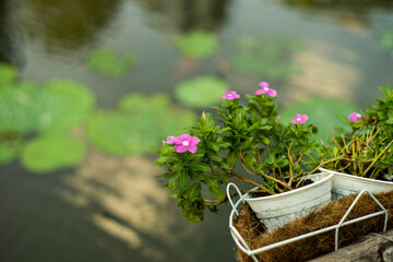 Vinca flower or Periwinkle Rose flower in garden or other name is bright eyes, Cape periwinkle, Madagascar periwinkle, graveyard plant,Prostrate Sandmat Plant of the species Euphorbia