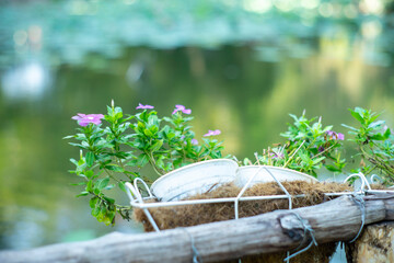 Vinca flower or Periwinkle Rose flower in garden or other name is bright eyes, Cape periwinkle, Madagascar periwinkle, graveyard plant,Prostrate Sandmat Plant of the species Euphorbia
