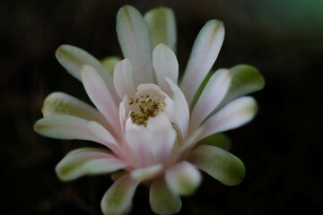 Fototapeta premium Cantus is a small flower from the cactus family that has beautiful, fascinating colorful flowers emerging from a head with a fat stem that looks very beautiful. Falling in love with nature's creativit