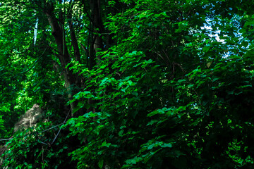 geographical landscape. Forests are part of the geographical landscape, which includes a whole of trees, shrubs, grasses, animals and microorganisms. In the process of their development, they have bio