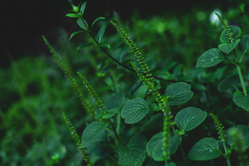Achyranthes bidentata and insert them into the vagina to induce abortion.This abortive technique was common among folk medicine practitioners in southern China during the Republican period