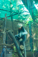  monkey gripping a wire mesh fence and looking away over its shoulder,Monkey sitting on rock against sky,Close-up of monkey sitting on rock,Cropped hand 