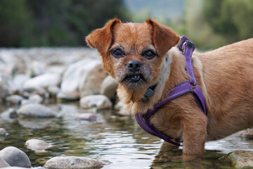 La perrita Nami en el agua del cauce del río Serpis, Lorxa, España