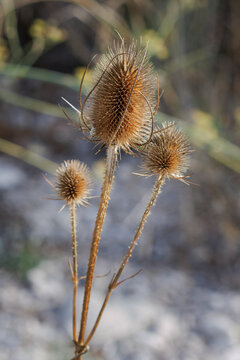 Cardo seco dipsacus sylvestris ( Cardencha o cardoncha ), Lorcha, Espa&ntilde;a