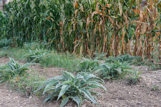 Huerto con pencas y mazorcas en Lorcha, Espa&ntilde;a