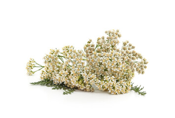 Yarrow flower with leaves.