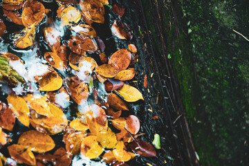 loving roads.When the trees change their leaves with bright red carpets, summer has begun after the...