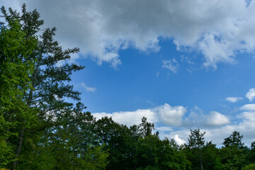 森の中から見える空