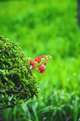 occurs all year, or deciduous if Bougainvillae is a dry season. The leaves of Bougainvillae are alternate, simple ovate-acuminate, 4–13 cm long