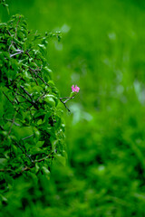 occurs all year, or deciduous if Bougainvillae is a dry season. The leaves of Bougainvillae are alternate, simple ovate-acuminate, 4–13 cm long