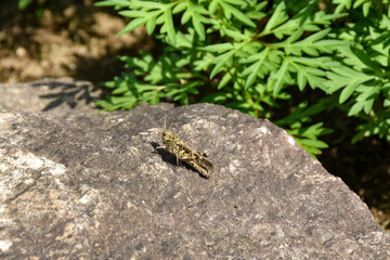 石に乗っているクルマバッタモドキ