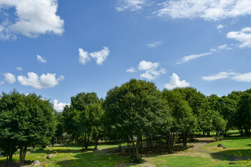 爽やかな青空と緑豊かな公園