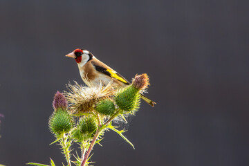 European Goldfinch (Carduelis carduelis) sitting on a thistle