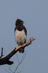 Black-chested Snake Eagle (Swartborsslangarend) (Circaetus pectoralis) in Rietvlei Nature Reserve, Pretoria, Gauteng, South Africa 