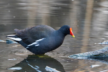 Common Moorhen (Grootwaterhoender) (Gallinula chloropus) in Rietvlei Nature Reserve, Pretoria, Gauteng, South Africa