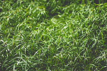 why cyperus tuber is not difficult for us to come across this plant. cyperus tuber when mentioning cyperus tuber herb, cyperus tuber immediately know cyperus tuber effect of helping to treat digestive