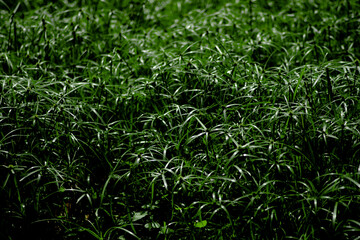 why cyperus tuber is not difficult for us to come across this plant. cyperus tuber when mentioning cyperus tuber herb, cyperus tuber immediately know cyperus tuber effect of helping to treat digestive