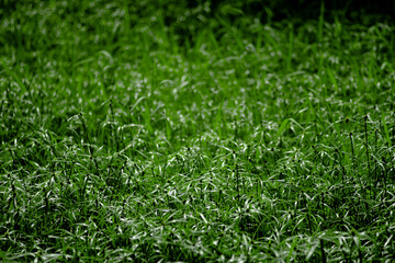 why cyperus tuber is not difficult for us to come across this plant. cyperus tuber when mentioning cyperus tuber herb, cyperus tuber immediately know cyperus tuber effect of helping to treat digestive