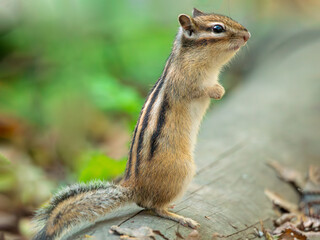 Chipmunk standing on its hind legs and looking around