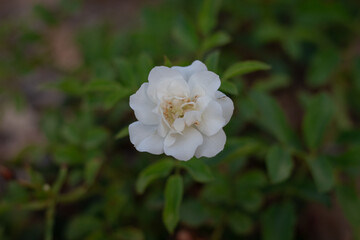 white rose in the garden