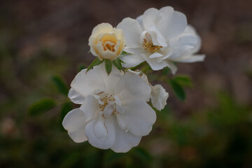 white cherry blossom