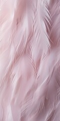 Fototapeta premium Soft feather close-up texture flat lay background