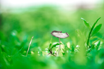 mushrooms are present in all environments on earth and play a very important role in the ecosystem