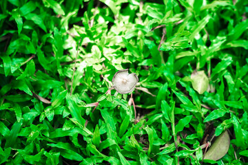 mushrooms are present in all environments on earth and play a very important role in the ecosystem