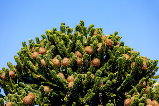 Selective focus of flowers bud or fruits of Monkey puzzle with blue clear sky, Araucaria araucana is an evergreen tree, The hardiest species in the conifer genus Araucaria, Nature floral background.