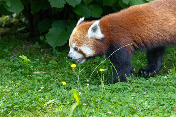 Western red panda (Ailurus fulgens fulgens), also known as the Nepalese red panda.