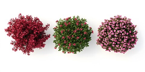Bright Red and Green Flower Bush from Above