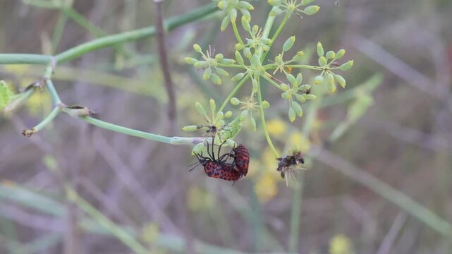 Pareja de chinche Graphosoma lineatum acoplandose durante el apareo, Lorxa, Espa&ntilde;a