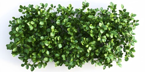 Obraz premium 3D Models of Green Bushes and Trees on a White Background