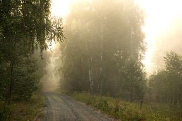 dirt road in birch forest in morning gentle fog and sunlight.