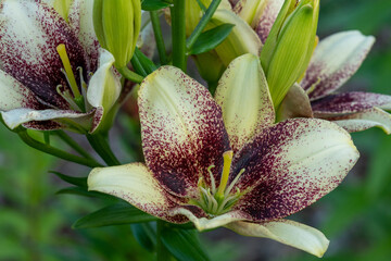 Burgundy and yellow Easy Spot lily flowers blooming closeup in the garden in the backyard. 