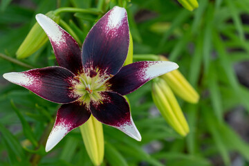 A single young fresh burgundy and white Lilium Asiatic Netty's Pride is blooming in the botanical garden or in the country house backyard. 