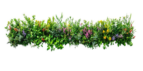 Top view of a flowery grass bush row on a transparent background