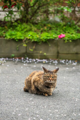 tabby yellow cute cat portrait in Nyoirinji Temple, Fukuoka