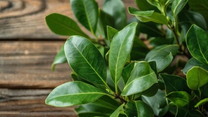 Fresh green leaves of a laurel tree on a wooden background.