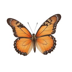 Naklejka premium Orange butterfly, isolated on white background.