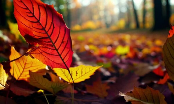 Video clip Leaves in the autumn park. Autumn leaves on the warm and sunny grass.