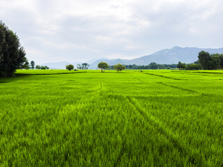 Sunset Over a Green Paddy Field in Swat Valley, Pakistan
