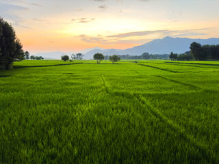 Obraz premium Sunset Over a Green Paddy Field in the Countryside