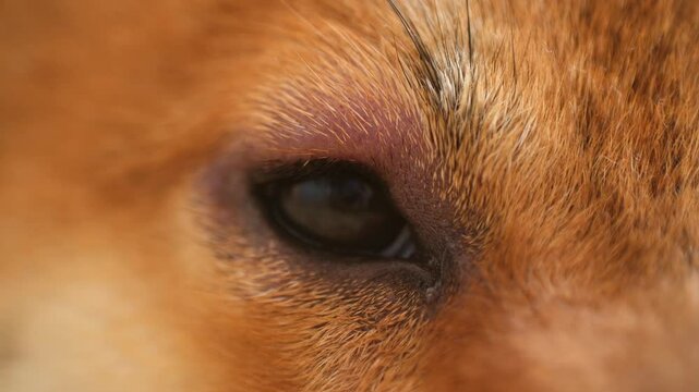 Macro footage swollen eye shiba inu dog after bite mosquitos. Upset puppy experiences discomfort during an allergic reaction after an insect bite.