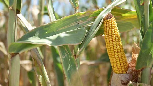 Ripe maize ear, cultivated crop on industrial plantation, Food production and agriculture concept.
