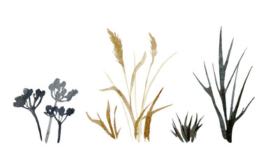 Silhouettes of field plants and herbs. Grass, spikelet and bush hand drawn with watercolor and isolated on white background. Elements of autumn landscape