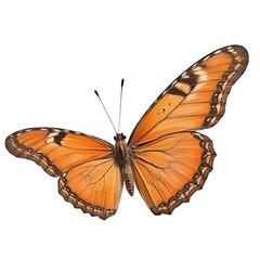 Obraz premium Orange butterfly, isolated on white background.
